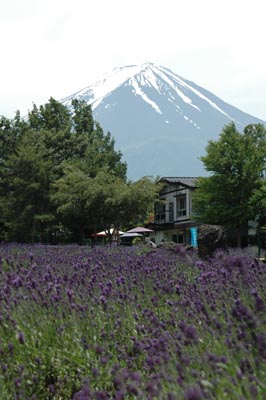 八木崎公園のラベンダー