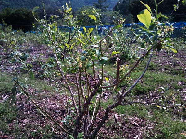 花が落ちてしまったブルーベリーの木