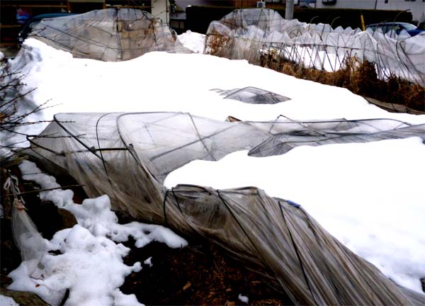 大雪で倒壊したビニールハウス
