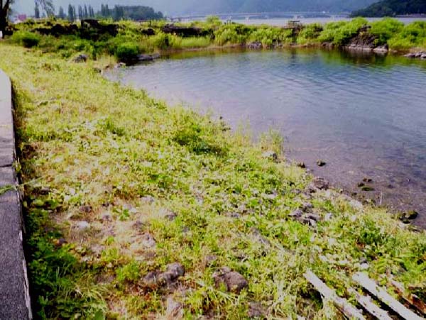 河口湖畔草刈り参加