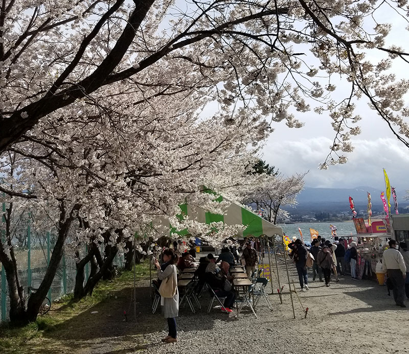 富士・河口湖さくら祭り