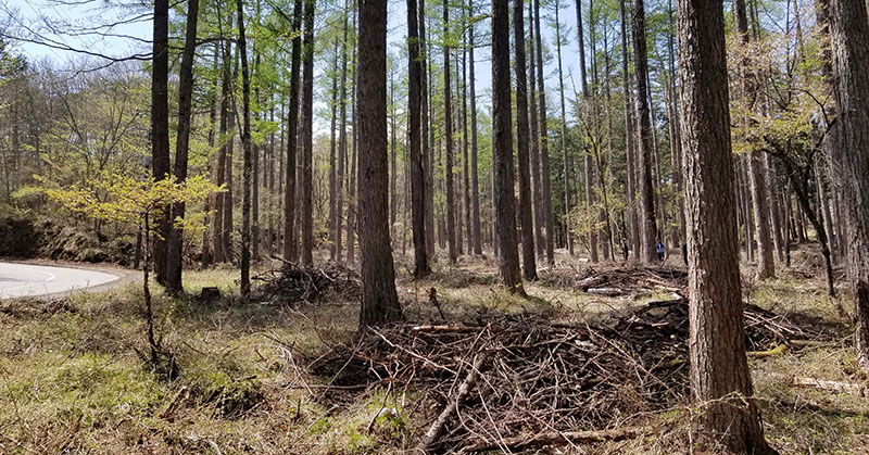 自主グループでの藪刈り