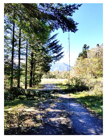 倒木により電線が断線(富士ヶ嶺地区)