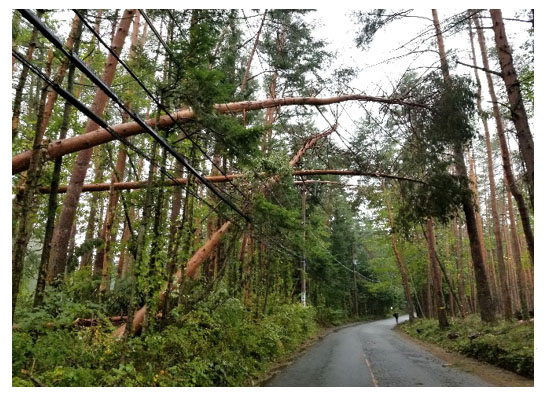 電線への倒木(船津地区)