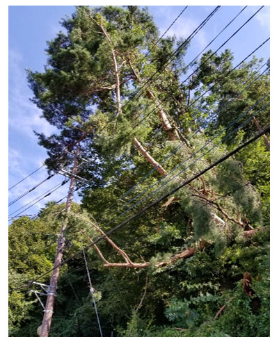 電線への倒木(浅川地区)