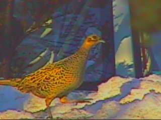 �Ƃ����̖��Ƃ̒��ɍ~�肽�L�W